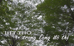 Hít thở trong lòng đô thị | Nhịp sống Hà Nội | 04/12/2025