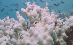 Australia phát triển robot giúp bảo tồn rạn san hô Great Barrier