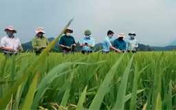 SRI - giải pháp canh tác giảm thiểu phát thải khí nhà kính | Chuyển đổi xanh | 06/12/2025