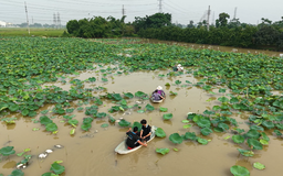 Phát triển các loại cây trồng giá trị cao | Nông nghiệp Nông thôn | 19/06/2025