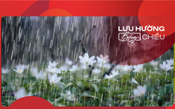Những cánh hoa mưa