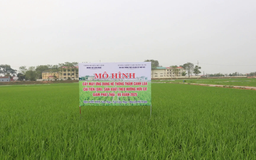 Ứng dụng SRI cải tiến nâng cao (Kết hợp cấy máy) | Phóng sự | 27/06/2025