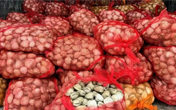 Tiêu hủy gần 17 tấn ngao, hàu không rõ nguồn gốc