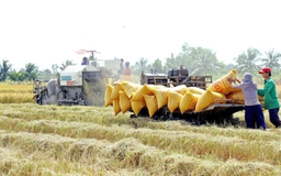 Đã giải ngân 5.200 tỷ cho đề án 1 triệu ha lúa