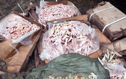 Tạm giữ hơn 13 tấn chân gà ngâm hóa chất