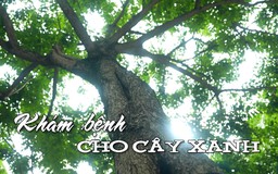 Khám bệnh cho cây xanh | Nhịp sống Hà Nội | 16/07/2025