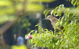 Những mảng xanh Hà Nội trở thành ‘nhà mới’ của chim trời