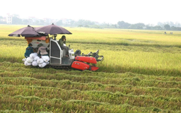 Gạo xuất khẩu áp lực về nguồn cung và biến động giá