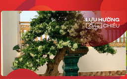 Ngọt dịu nguyệt quế sân nhà