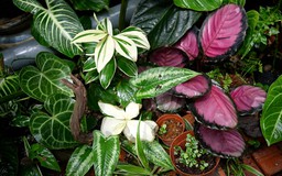 Sáng tạo nghệ thuật từ cây cảnh