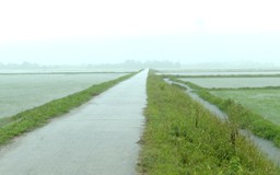 Hơn 11.000 ha lúa và hoa màu bị ngập do bão