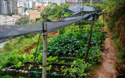Dự án tự cung tự cấp chống nạn đói ở Brazil
