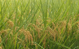 Nền tảng xanh cho nông nghiệp | Nông nghiệp nông thôn | 24/07/2025