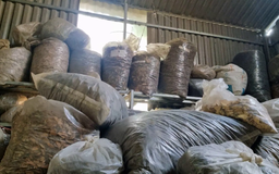 'Bí mật' thuốc nam gia truyền | Hộp thư truyền hình | 26/07/2025
