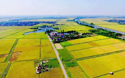 Thay đổi quan trọng về bồi thường đất nông nghiệp