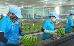 Nông nghiệp xuất siêu gần 10 tỷ USD