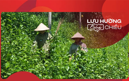 Thương lắm chè gay