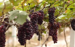 Trồng nho làm du lịch
