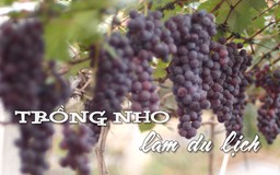 Trồng nho làm du lịch | Nhịp sống Hà Nội | 05/07/2025