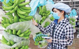 HAG kỳ vọng lãi 2.500 tỷ đồng nhờ chuối, sầu riêng