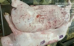 Điều tra động cơ phát tán hình ảnh heo bệnh ở C.P Việt Nam