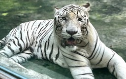 Hổ trắng Bengal ở Thảo cầm viên Sài Gòn qua đời