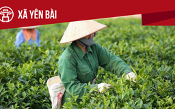 Xã Yên Bài: Tất cả thông tin chỉ dẫn bạn cần biết