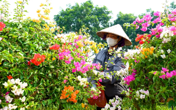 Thủ phủ hoa giấy | Hà Nội đến để yêu | 10/08/2025