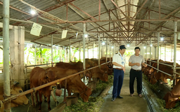 Chăn nuôi giảm phát thải - hướng đi cho tương lai xanh | Chuyển đổi xanh | 09/08/2025