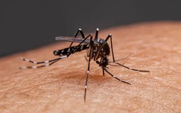 Chủ động ứng phó, ngăn chặn dịch Chikungunya