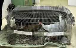 Ranh giới lý - tình trong vụ án 'gà lôi trắng'