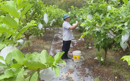 Nông nghiệp sinh thái - Bước chuyển mình của xã Phúc Thọ | Nông nghiệp nông thôn | 15/08/2025