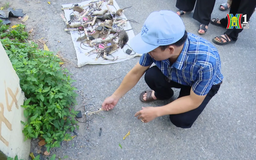 Bẫy bán nguyệt - phương pháp diệt chuột đơn giản, hiệu quả | Phóng sự | 14/08/2025