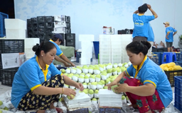 Nâng cao năng lực cạnh tranh, mở rộng thị trường xuất khẩu