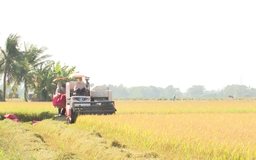 Gạo chịu áp lực giảm giá do Philippines ngưng nhập khẩu