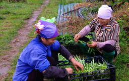 Hành trình rau sạch vào phố