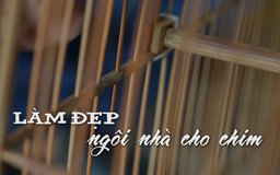 Làm đẹp ngôi nhà cho chim | Nhịp sống Hà Nội | 24/08/2025