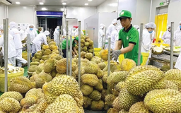 Rau quả Việt xuất sang Mỹ thu về hơn 300 triệu USD