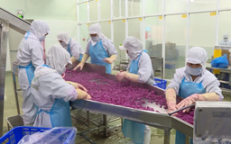 Đẩy mạnh xuất khẩu toàn cầu cho sản phẩm OCOP Việt