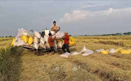 Giá gạo Việt Nam xuất khẩu cao nhất trong ba tháng