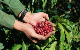 Trung Quốc mở cửa cho 183 doanh nghiệp cà phê Brazil