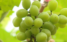 Nho sữa An Khánh | Mỗi xã một sản phẩm | 04/08/2025