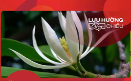 Hoa ngọc lan dịu dàng