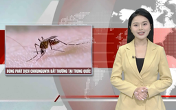Bùng phát dịch chikungunya bất thường tại Trung Quốc | Nhìn ra thế giới | 09/08/2025