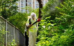 Bùng phát dịch Chikungunya bất thường tại Trung Quốc