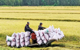 Bộ Công Thương họp tìm hướng đi cho hạt gạo