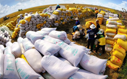 Philippines, Indonesia ngừng nhập gạo: Việt Nam không chịu tác động lớn