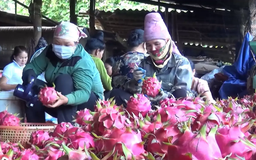 Sơn La mùa thanh long | Trăm miền hội tụ | 12/09/2025
