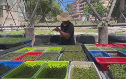 Khởi nghiệp thành công từ mô hình trồng rau mầm tại Cuba