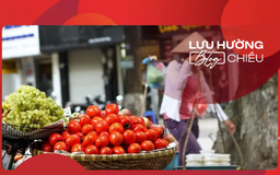 Quả hồng đỏ gọi thu về